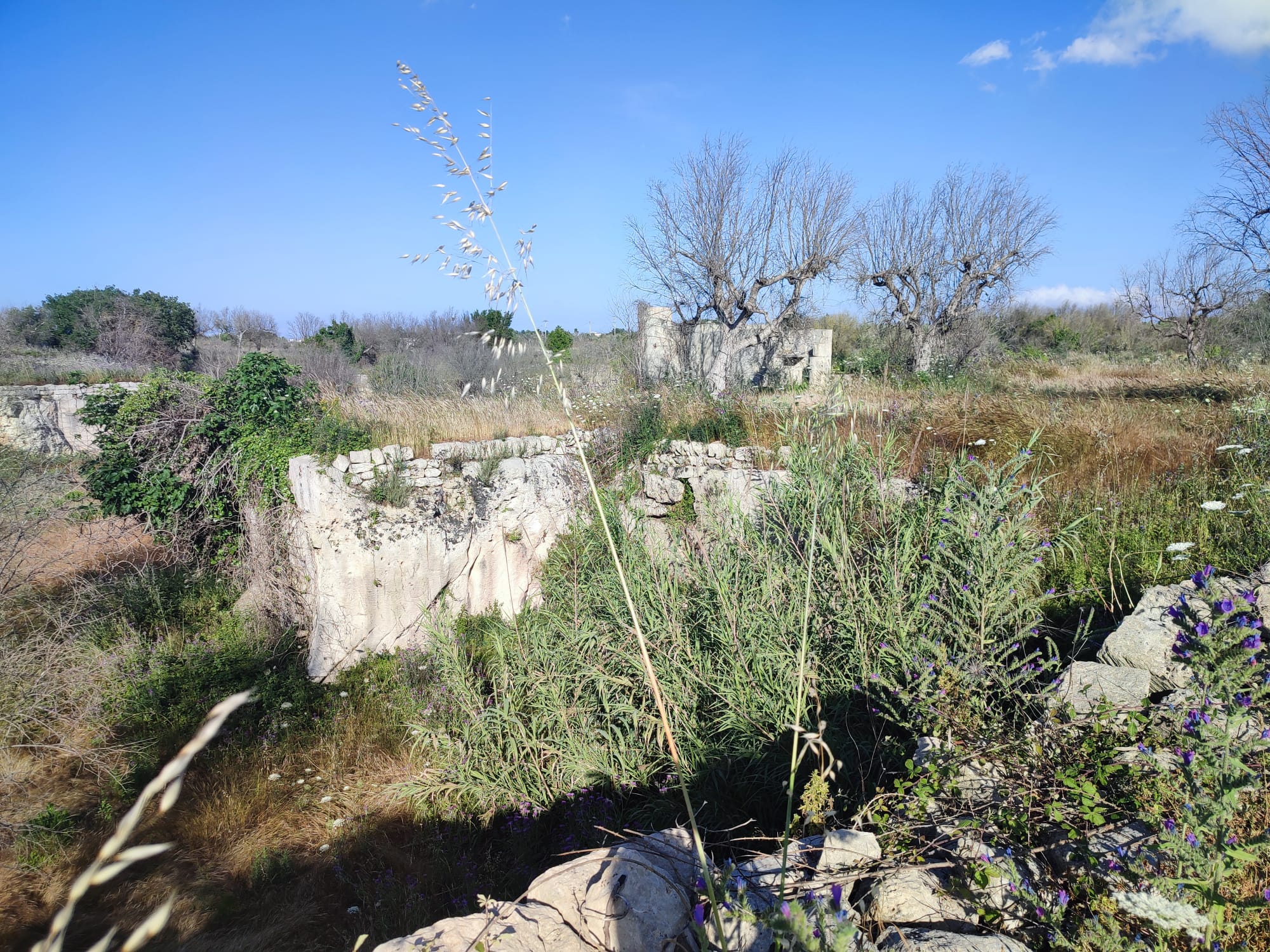 Terreno edificabile - Cursi - T17